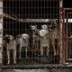 Granjas de perro en Corea del Sur. AP